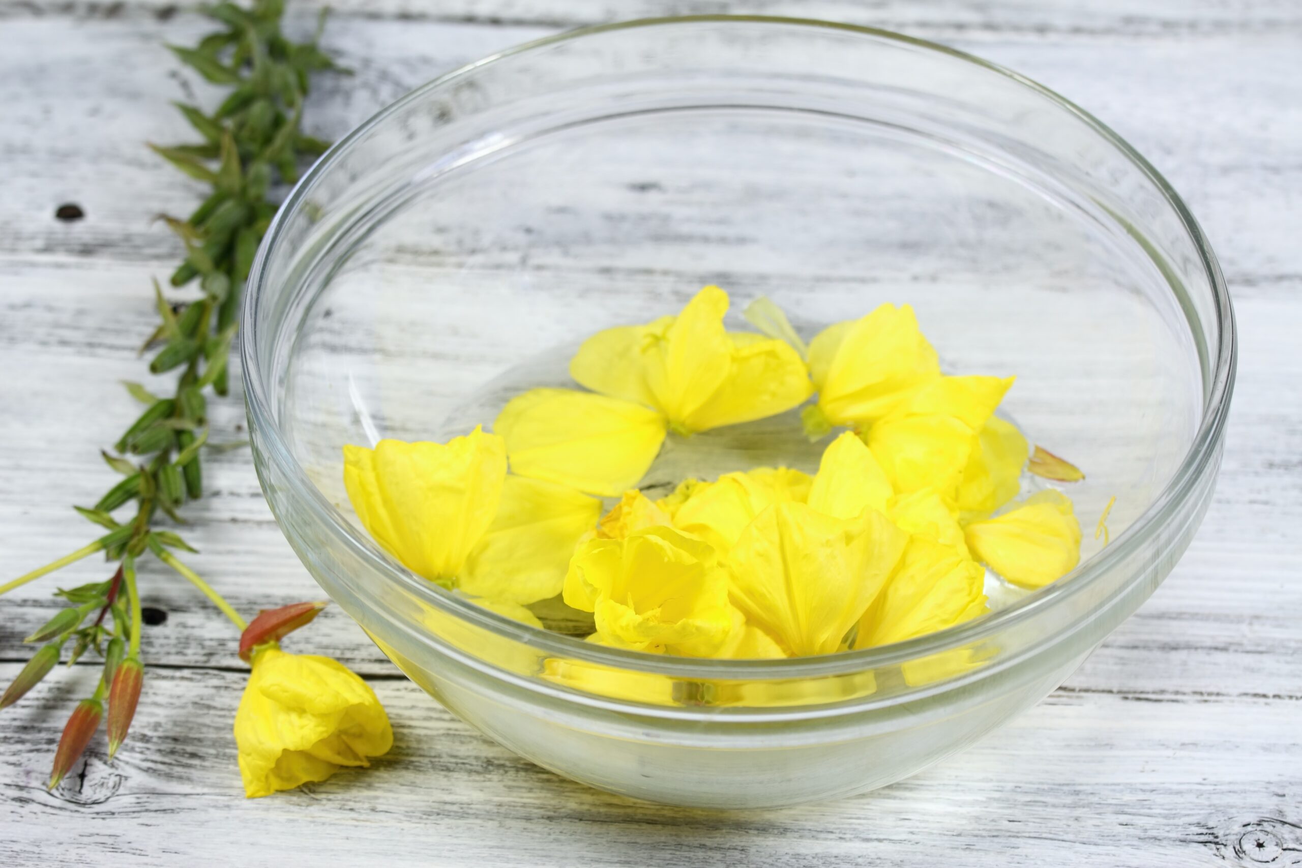 Making Bach flower remedy, Oenothera biennis, evening star, natural method